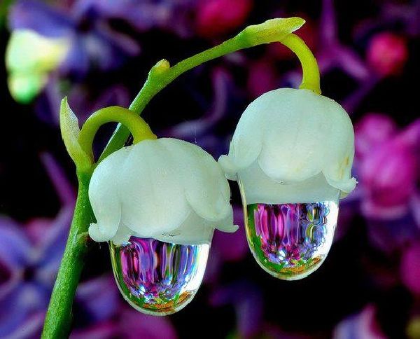 Two Lily of the Valley dripping rain drops