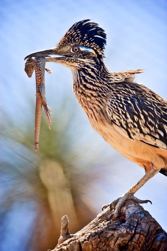 Greater roadrunner state symbol of New Mexico
