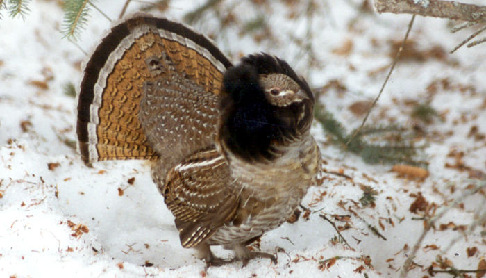 Male Ruffed Grouse