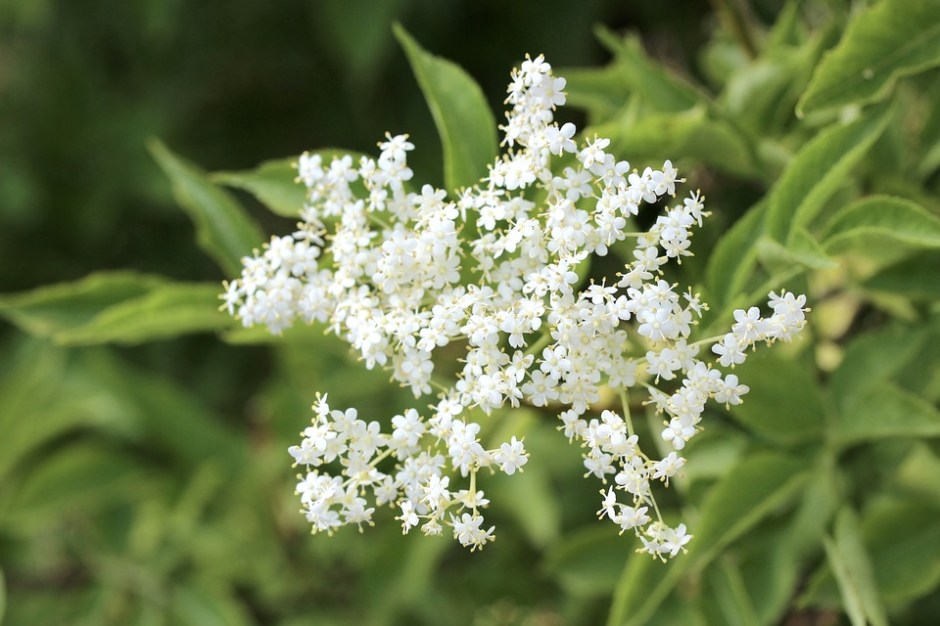 Elderflower