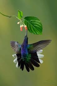 a hummingbird suspended in the air sipping nectar from a flower