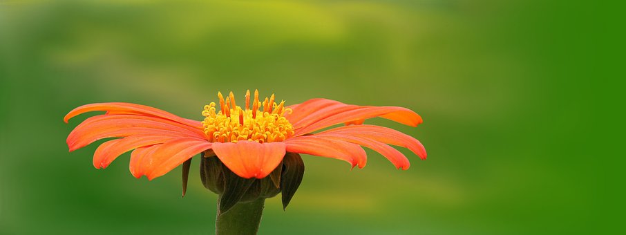 orange flower