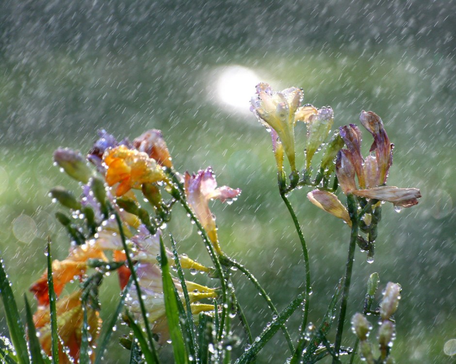 flowers in the rain