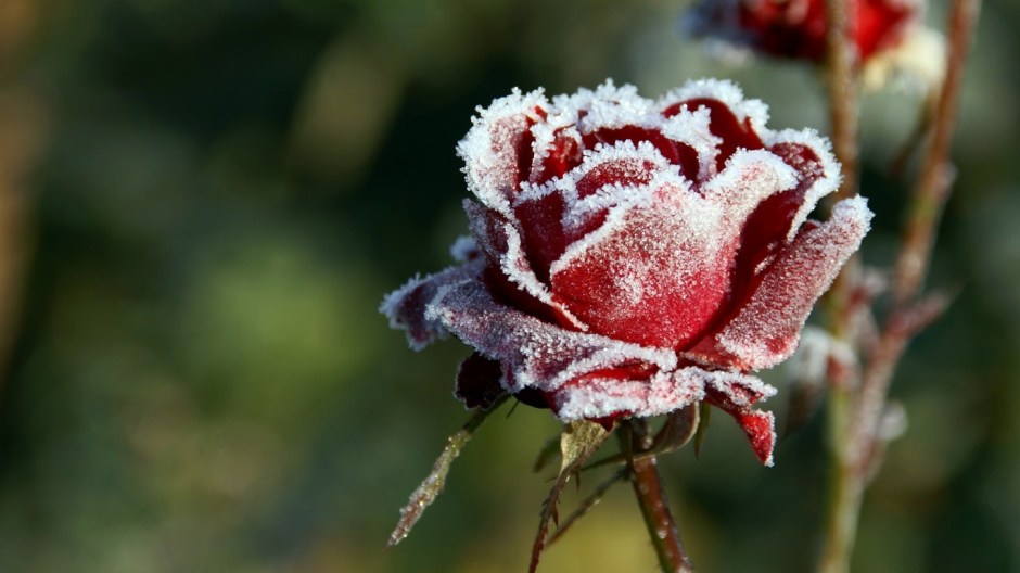 Red rose covered with frost
