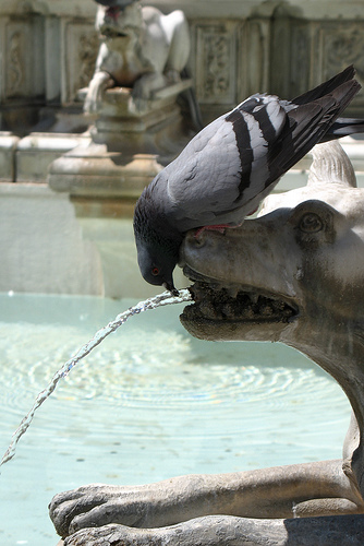 A pigeon drinking from a fountain