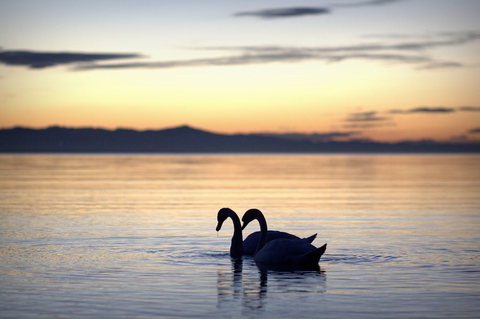 two white swans in a summer sunset