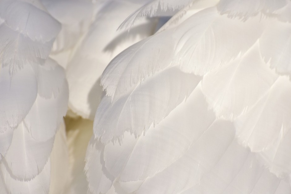white swan feathers