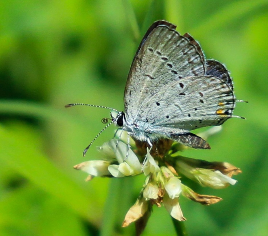 Eastern-Tailed Blue Butterfly nectaring on a white clover flower