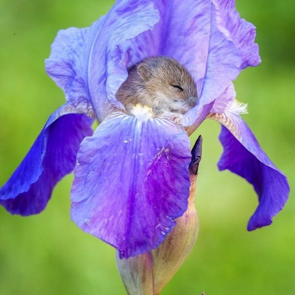 a vole sleeping in an iris