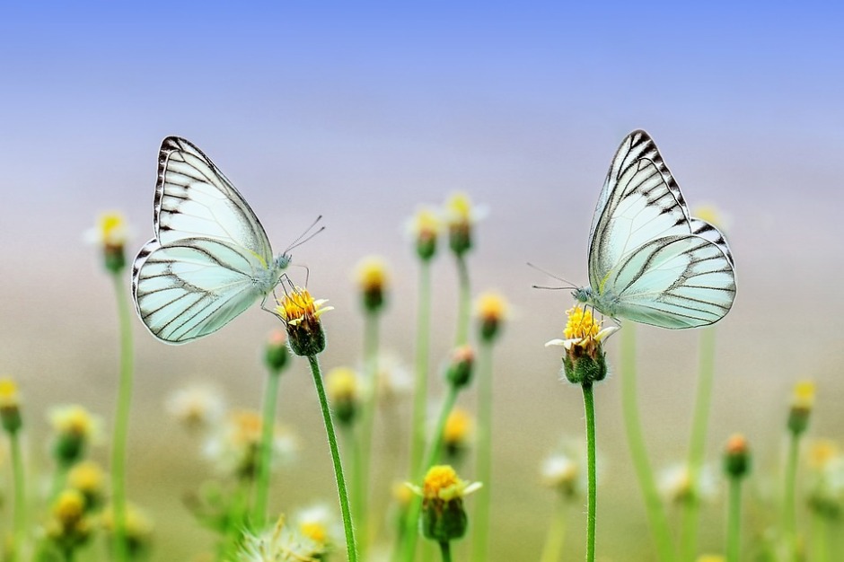 two butterflies on flowers facing each other
