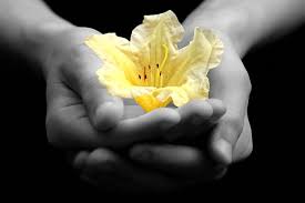 Cupped hands hold a vivid yellow flower