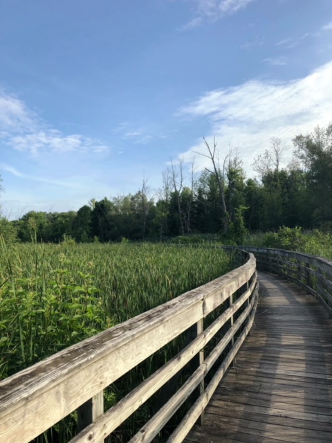 elevated wooden walkway among the reeds