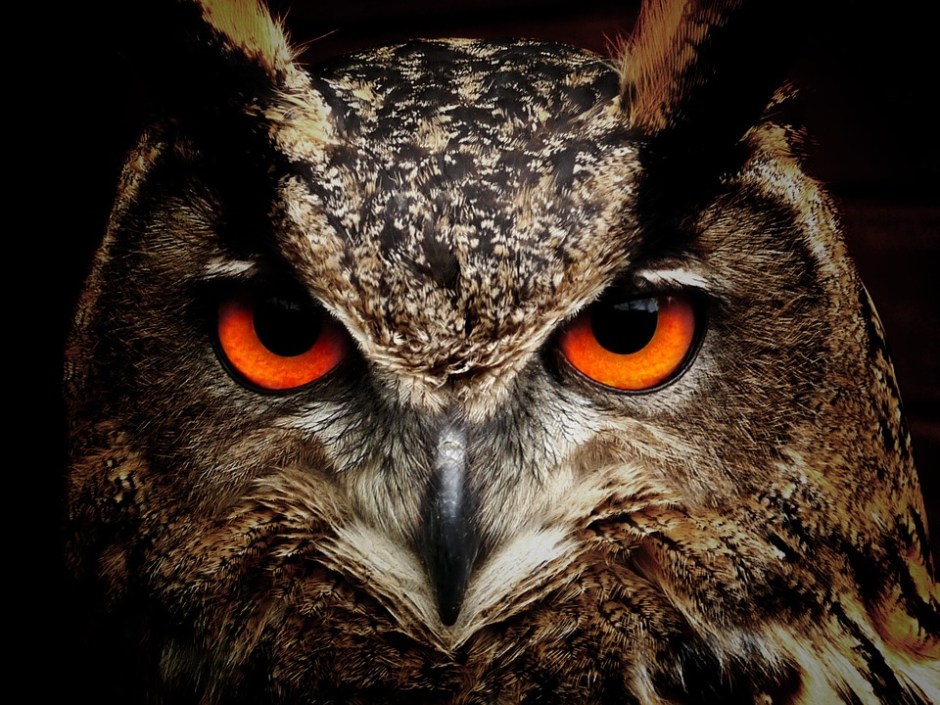 face of a wise owl with red eyes