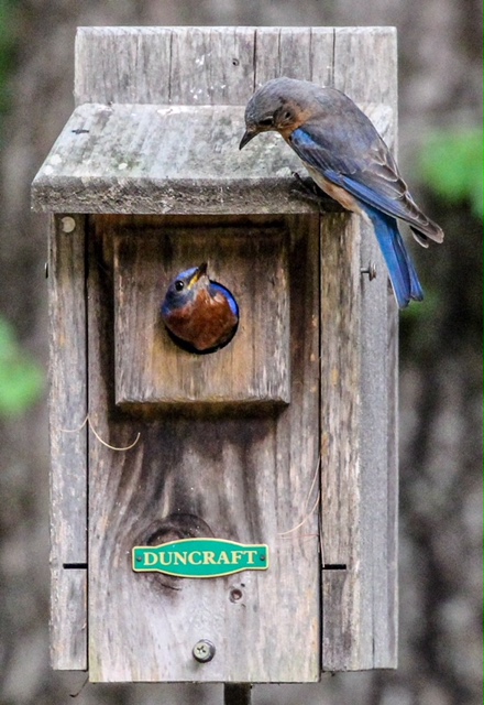 pair of nesting bluebirds