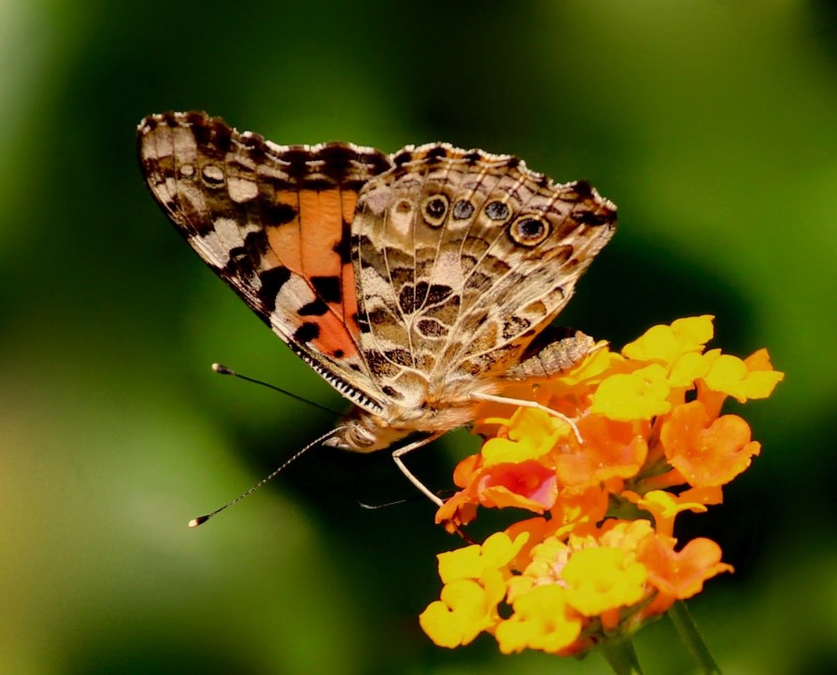 Paintedlady butterfly