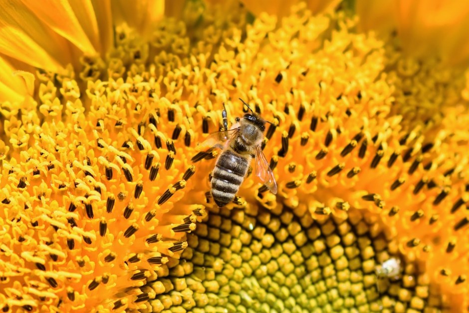 a honeybee on a sunflower